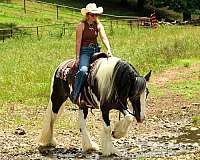flashy-gypsy-vanner-horse