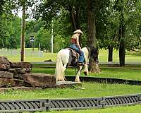 husband-safe-gypsy-vanner-horse