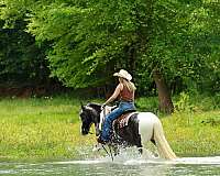 parade-gypsy-vanner-horse
