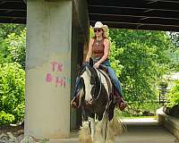 ranch-gypsy-vanner-horse