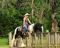 performance-gypsy-vanner-horse