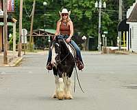 show-gypsy-vanner-horse