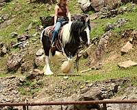 roping-gypsy-vanner-horse