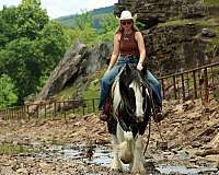 trail-gypsy-vanner-horse