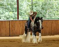 western-riding-gypsy-vanner-horse