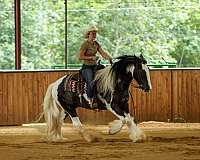 working-cattle-gypsy-vanner-horse