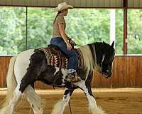 youth-gypsy-vanner-horse