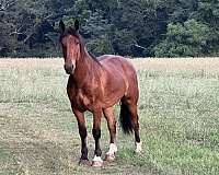 draft-gelding