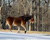 draft-horse-for-sale