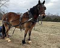draft-horse