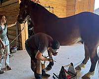 gelding