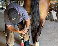 bay-belgian-gelding