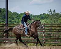 athletic-quarter-horse