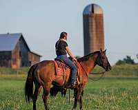 beginner-quarter-horse