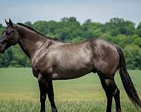 ranch-quarter-horse