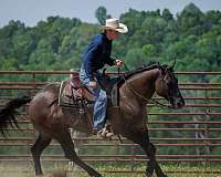 ranch-versatility-quarter-horse