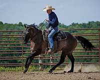 show-quarter-horse