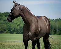 trail-quarter-horse