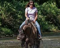 working-cattle-quarter-horse