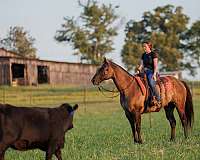 western-riding-quarter-horse