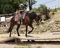 cross-friesian-horse