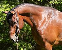 draft-friesian-horse