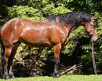 athletic-friesian-horse