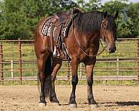 dressage-friesian-horse
