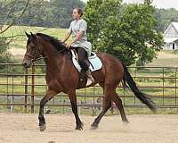 flashy-friesian-horse
