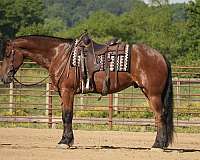 jumping-friesian-horse