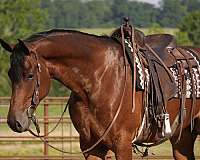 parade-friesian-horse