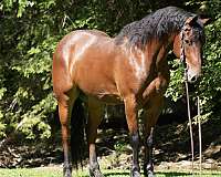 hunter-jumper-friesian-horse