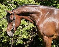 performance-friesian-horse