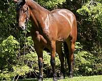ridden-english-friesian-horse
