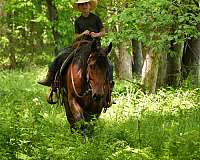 ranch-friesian-horse