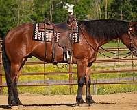 ridden-western-friesian-horse