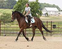 show-friesian-horse