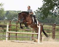 show-hack-friesian-horse