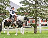 athletic-gypsy-vanner-horse