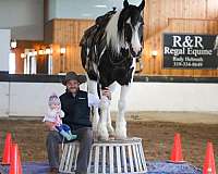 beginner-gypsy-vanner-horse