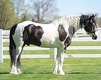 cross-gypsy-vanner-horse