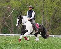 flashy-gypsy-vanner-horse
