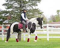 kid-safe-gypsy-vanner-horse