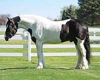parade-gypsy-vanner-horse