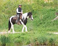 performance-gypsy-vanner-horse