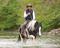 ridden-english-gypsy-vanner-horse