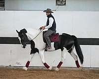 ridden-western-gypsy-vanner-horse