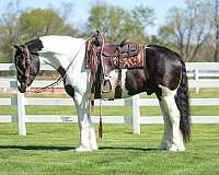 trail-riding-gypsy-vanner-horse