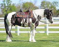 trail-gypsy-vanner-horse