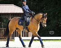 buckskin-show-hack-pony